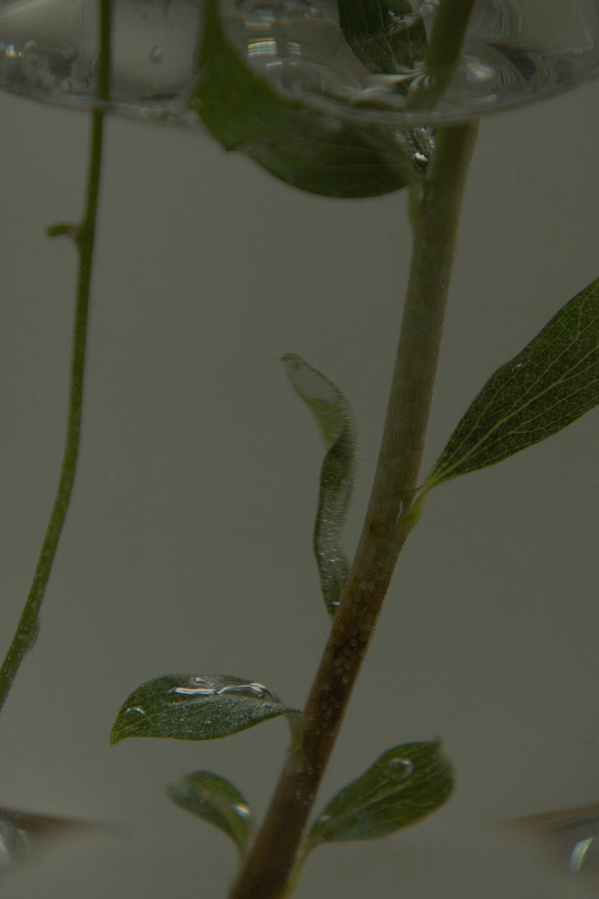 Hydrophilizer - Ultra-Concentrated Cellular Renewal for Hydrated Skin & Stronger Hair