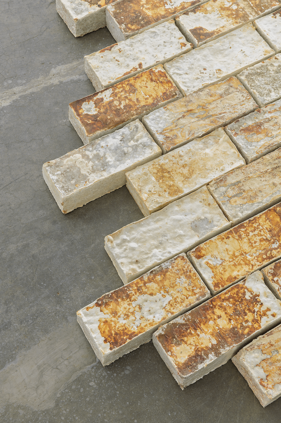Biodegradable Packaging with Mycelium