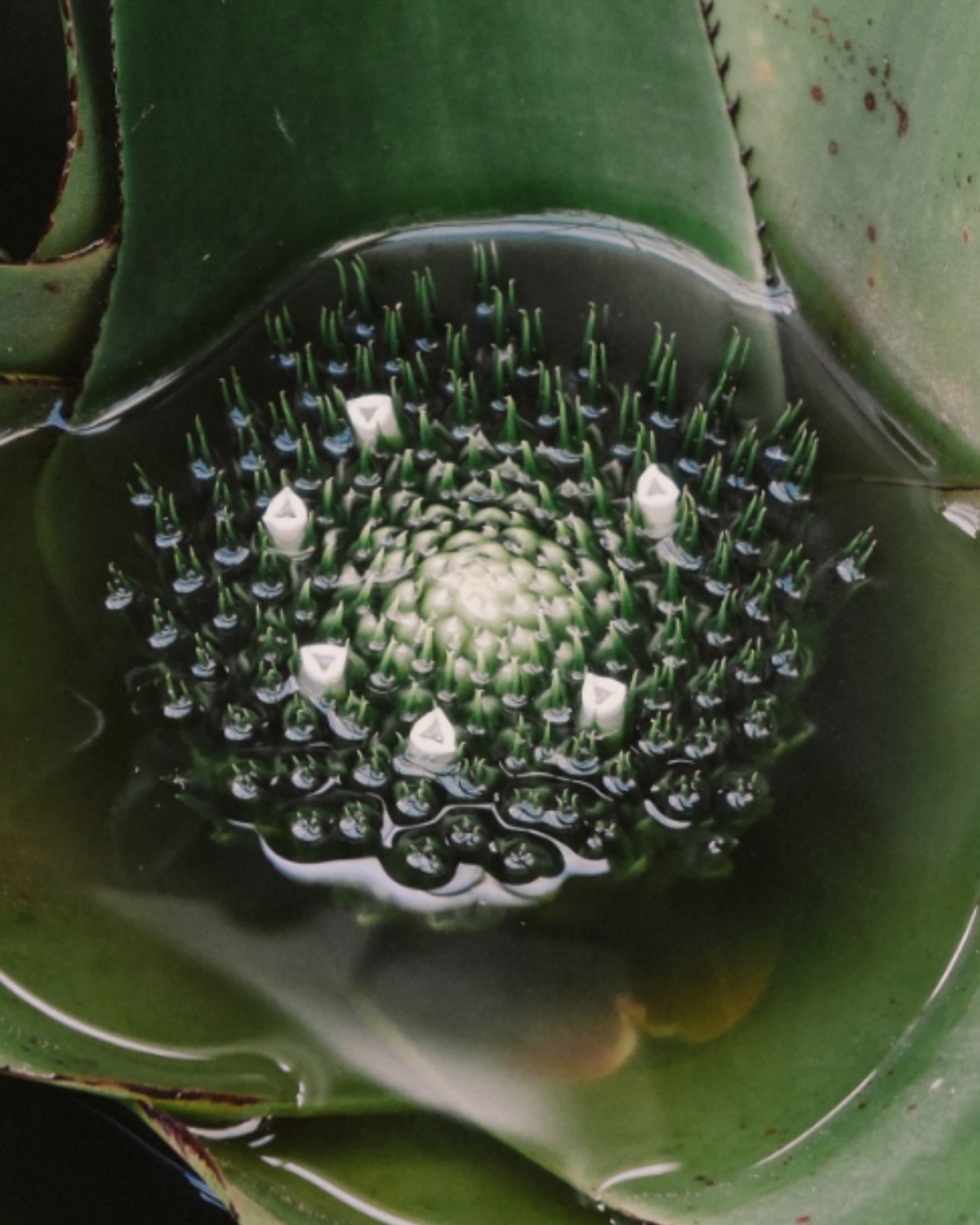 Synaptic Optimizer – Cellular Support for Nervous System Vitality