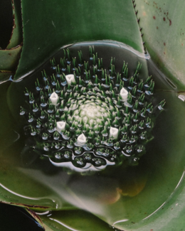 Synaptic Optimizer – Cellular Support for Nervous System Vitality