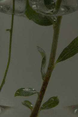 Hydrophilizer - Ultra-Concentrated Cellular Renewal for Hydrated Skin & Stronger Hair