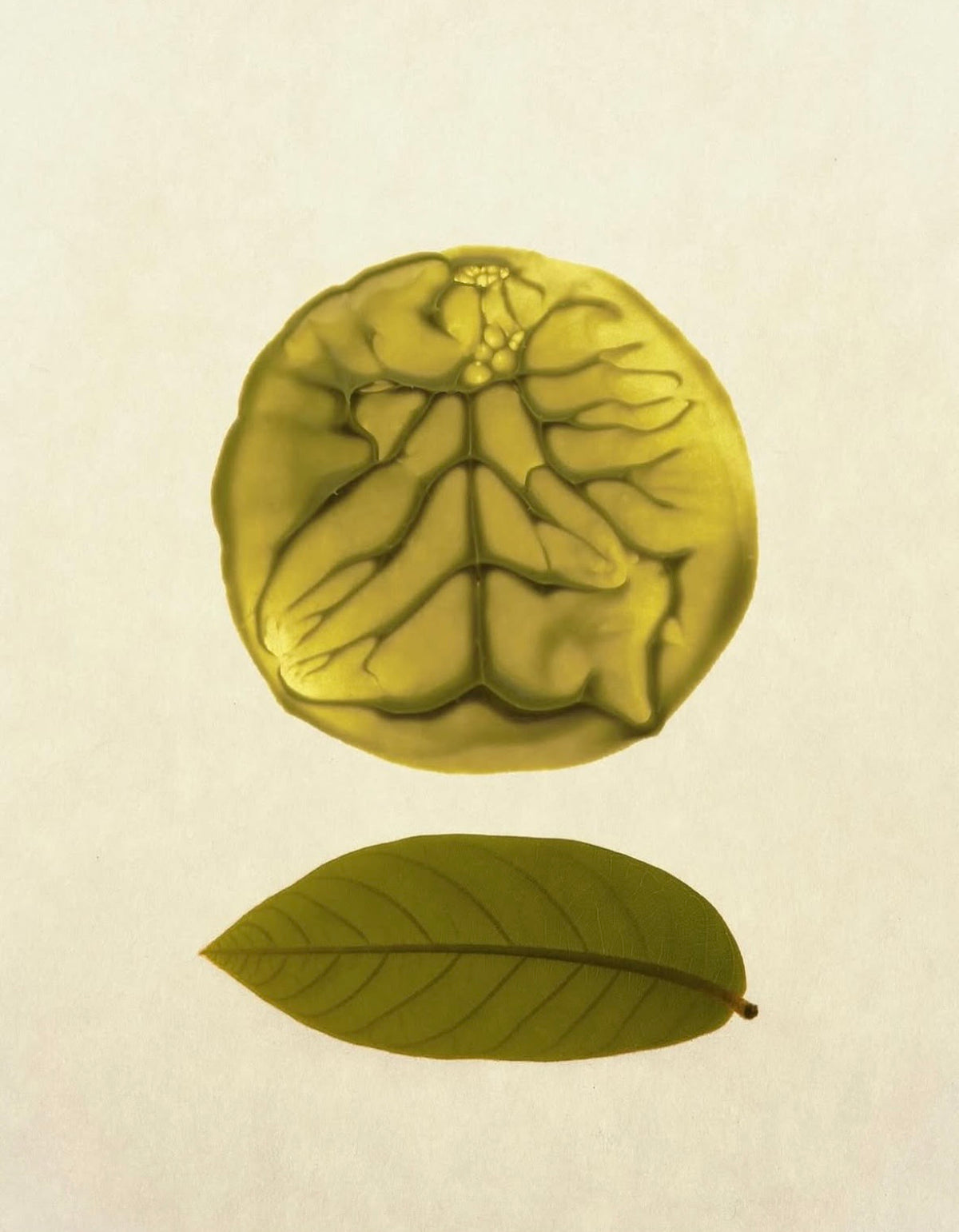 Vegan Rainforest Ingredients From Healthy Soil