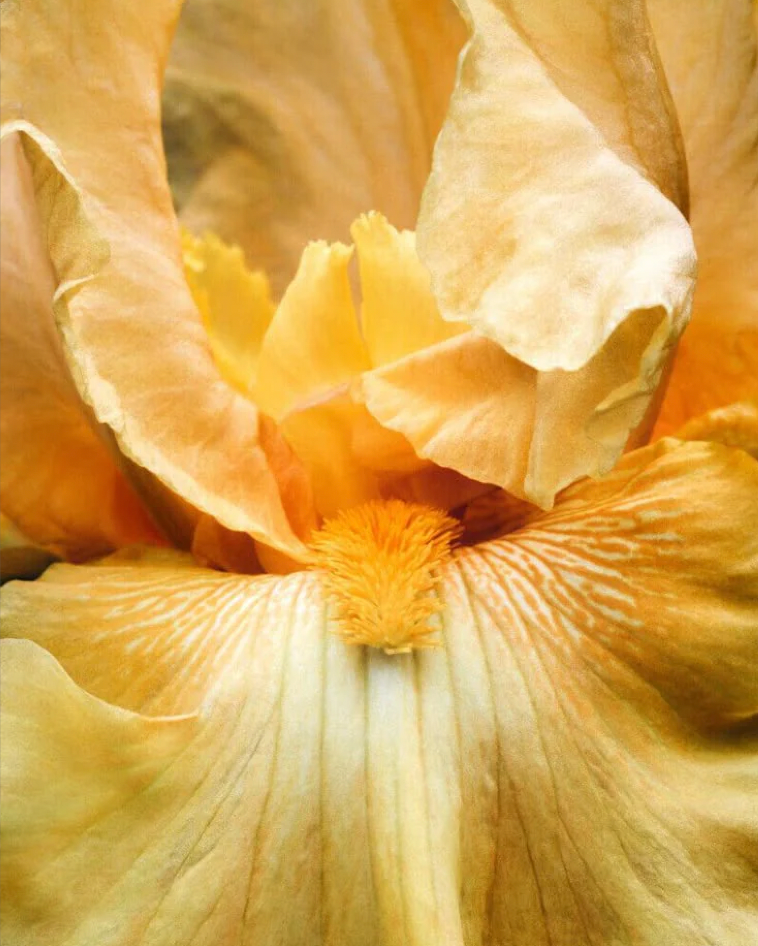 Why are plants our most powerful apothecary until today?